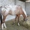 appaloosa-horse-1.webp Appaloosa Horse for Sale | Purebred Appaloosas