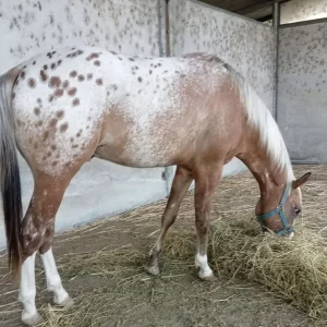 Appaloosa Horse for Sale | Purebred Appaloosas
