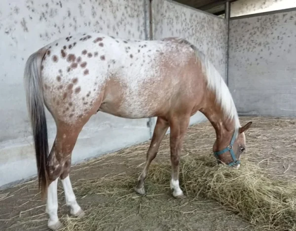 appaloosa-horse-1.webp Appaloosa Horse for Sale | Purebred Appaloosas