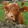 Guernsey Cows For Sale