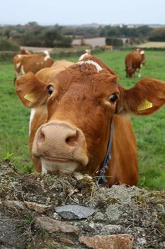 Guernsey Cows For Sale