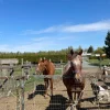 Thoroughbred Horses for Sale