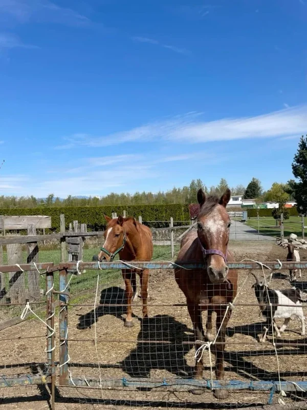 Thoroughbred Horses for Sale