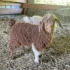 b3fb3347242c758436c6a9ba7f6542c1-600x601-1.webp Angora goats for sale