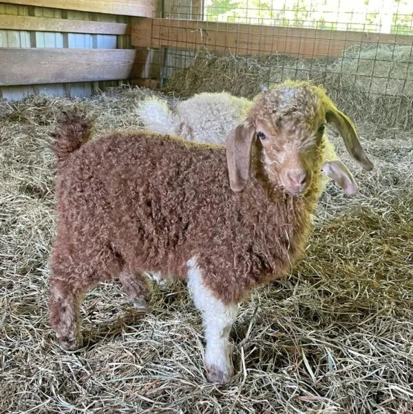 b3fb3347242c758436c6a9ba7f6542c1-600x601-1.webp Angora goats for sale