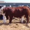 b507d0faf64885b3998f378eaf47bd72.webp Limousin Cattle For Sale