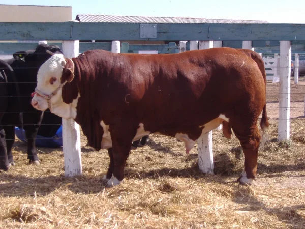 b507d0faf64885b3998f378eaf47bd72.webp Limousin Cattle For Sale