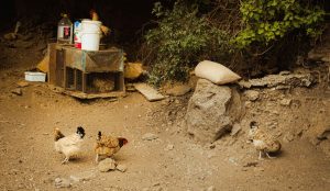 A well-built backyard chicken coop in an outdoor farm setting