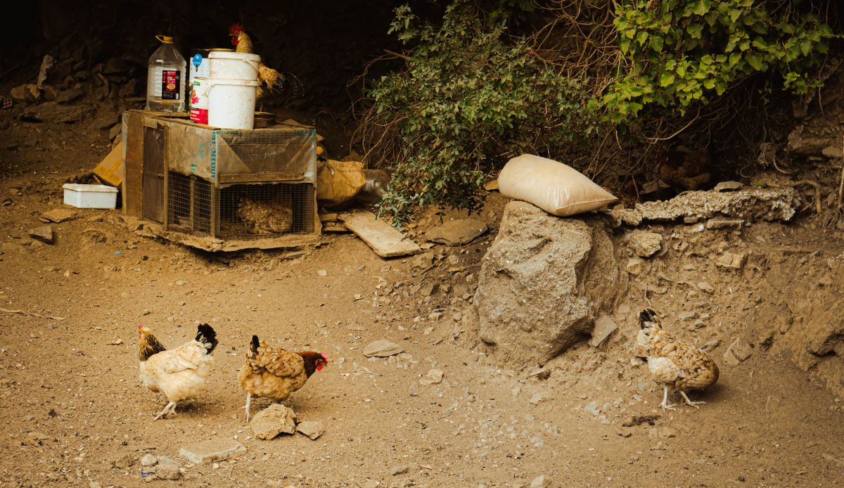 A well-built backyard chicken coop in an outdoor farm setting