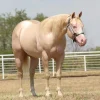 bd7bc7e61042ccc7516ca4867168e5c0 Quarter Horses for Sale