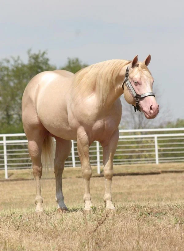bd7bc7e61042ccc7516ca4867168e5c0 Quarter Horses for Sale