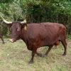 bfcf12282da03083675efc4add4beb49-600x400-1.webp Devon Cattle for Sale