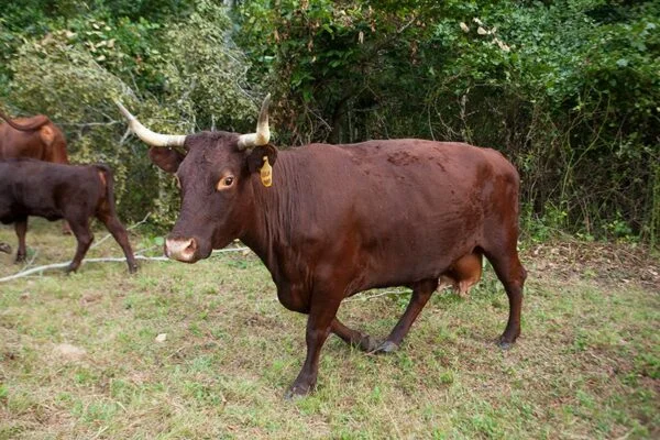 bfcf12282da03083675efc4add4beb49-600x400-1.webp Devon Cattle for Sale