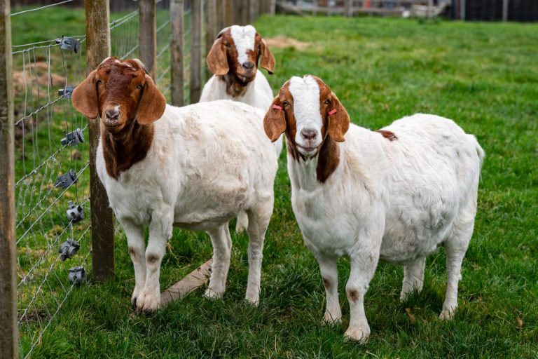 Trio of Boer meat goats grazing together in a pasture field