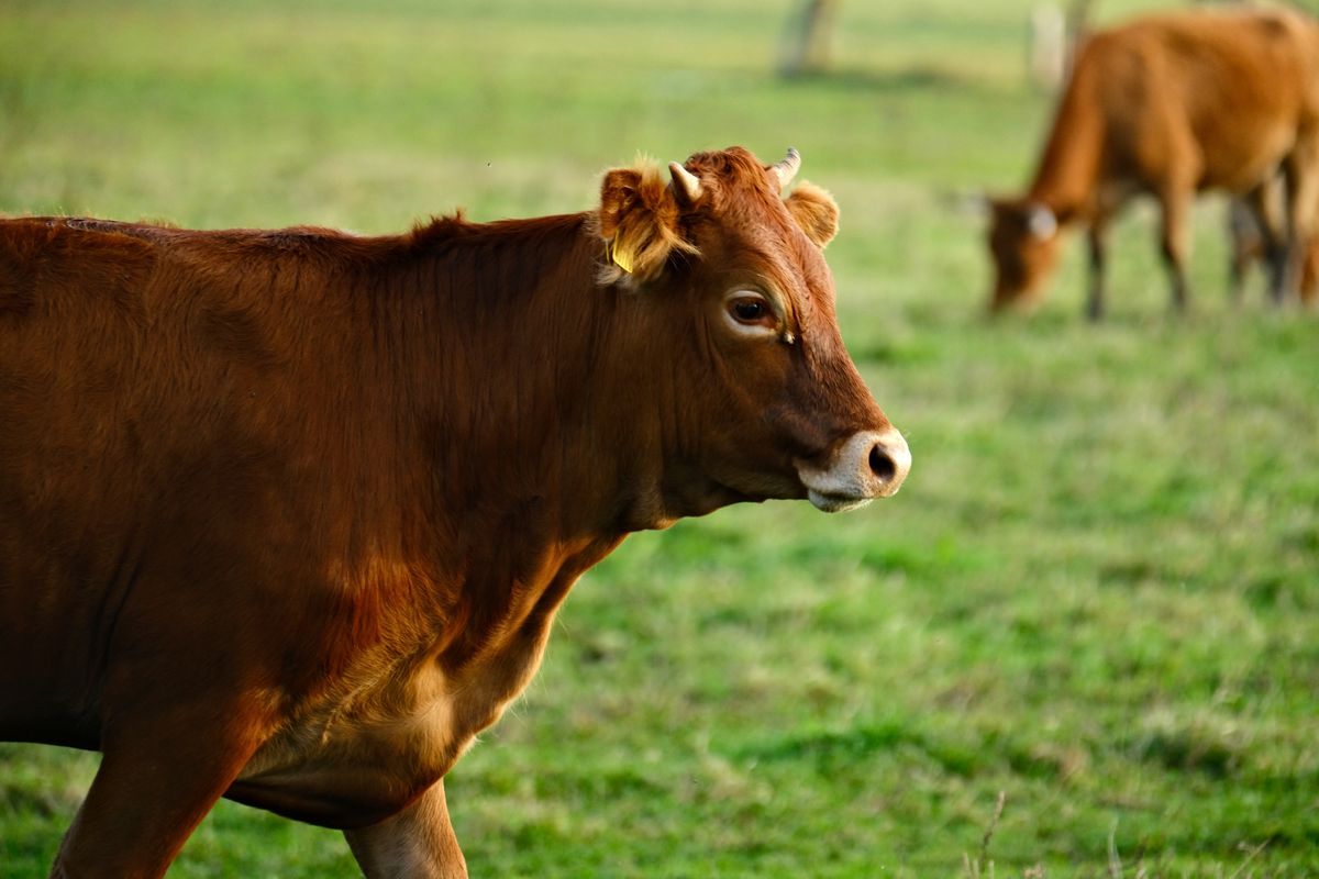 Brown cow grazing peacefully in a green pasture landscape