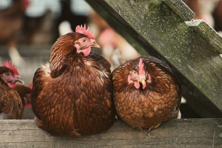 Two brown egg-laying hens resting together on a wooden beam