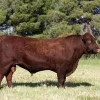 Red Poll Cattle for sale