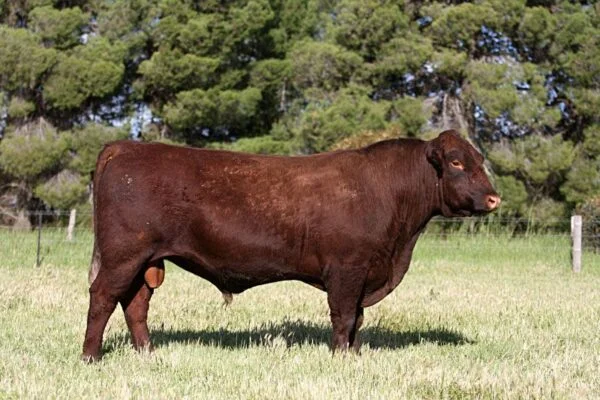 Red Poll Cattle for sale