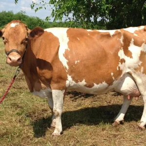 c3ee3dd0094d663d0138062a63fcbb34-1.webp Guernsey Cows For Sale
