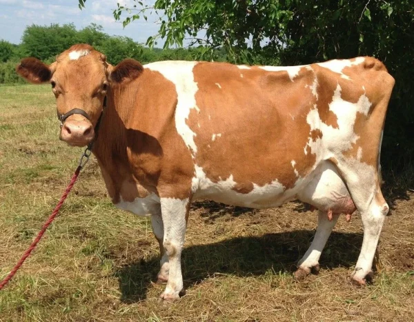Guernsey Cows For Sale