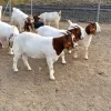 c53d2d7f2db7fe53abe5a8937520829a-600x540-1.webp Boer Goats for Sale