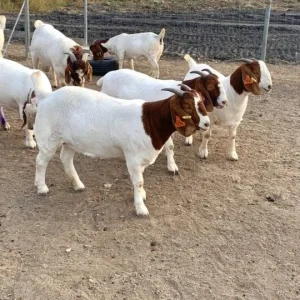 Boer Goats for Sale