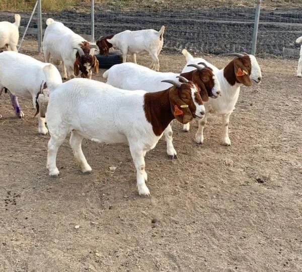 c53d2d7f2db7fe53abe5a8937520829a-600x540-1.webp Boer Goats for Sale