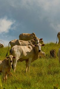 Small herd of cattle grazing on a green hillside pasture on a ranch