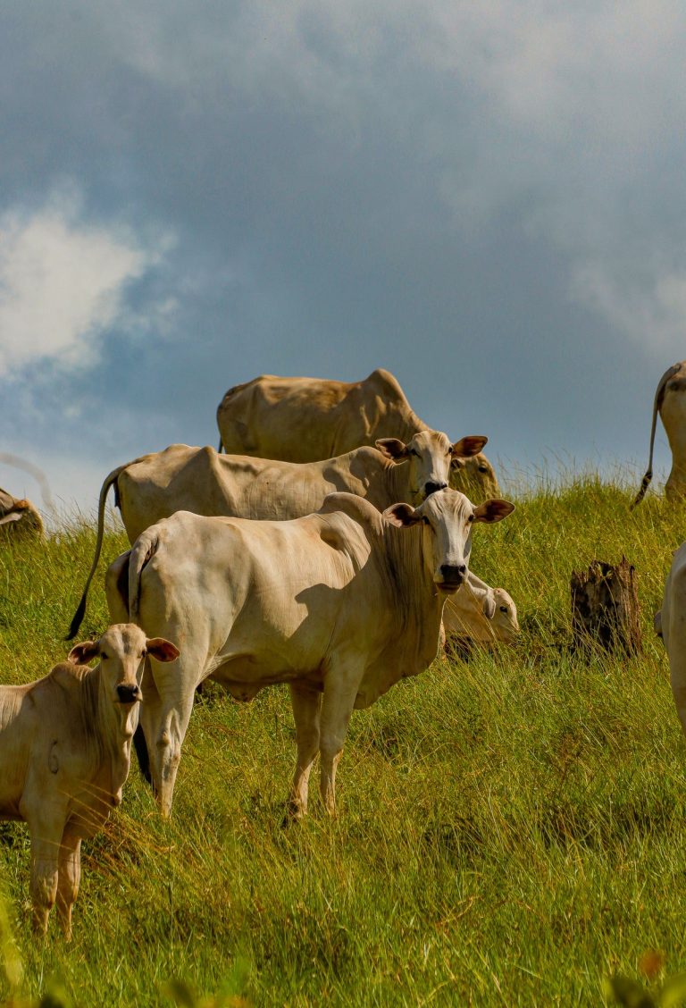 Small herd of cattle grazing on a green hillside pasture on a ranch