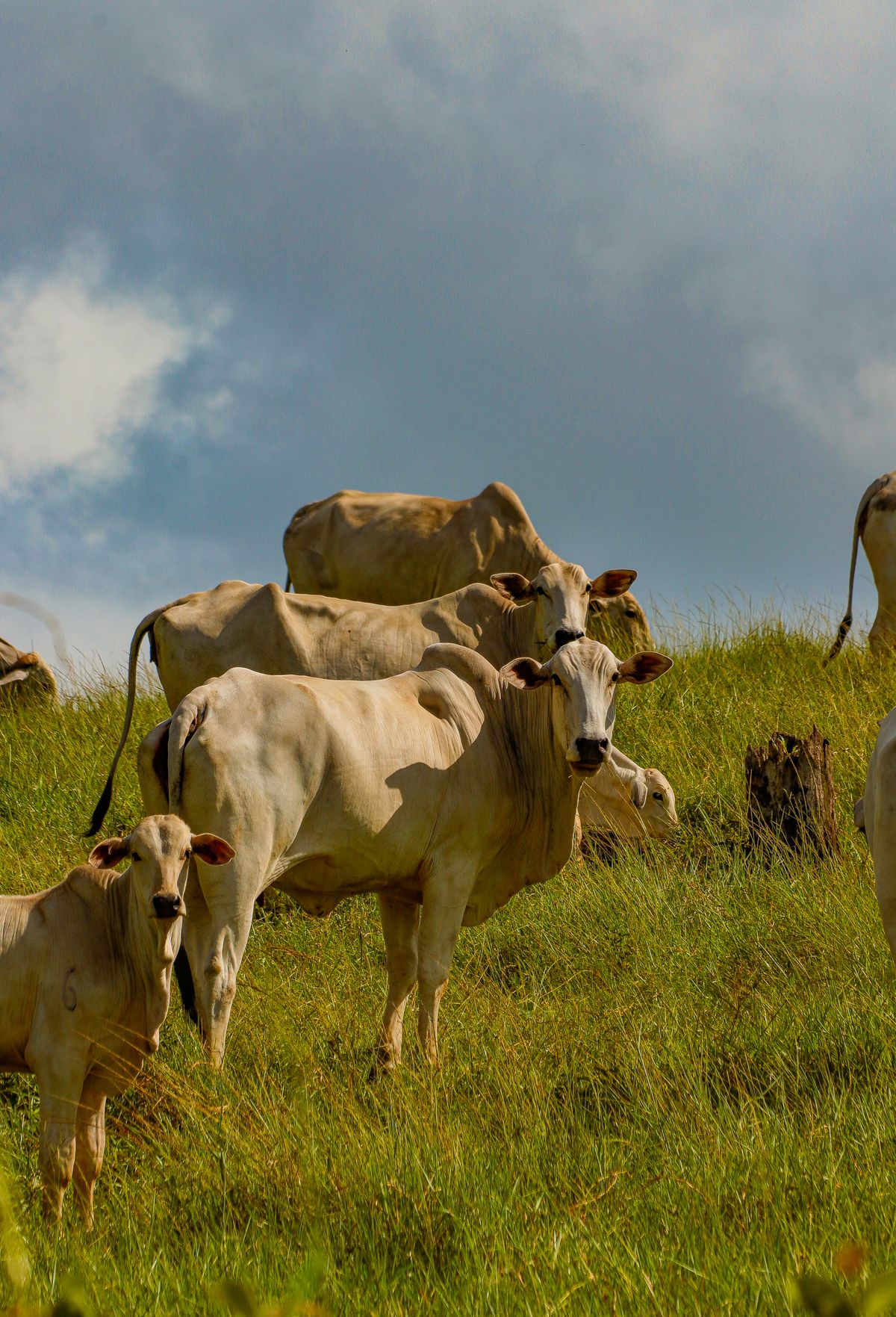 Small herd of cattle grazing on a green hillside pasture on a ranch