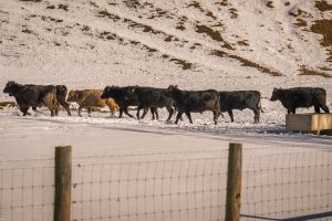 Cattle herd standing together in a snowy winter pasture landscape