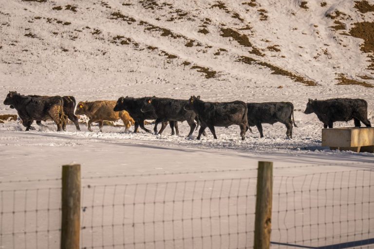 Cattle herd standing together in a snowy winter pasture landscape