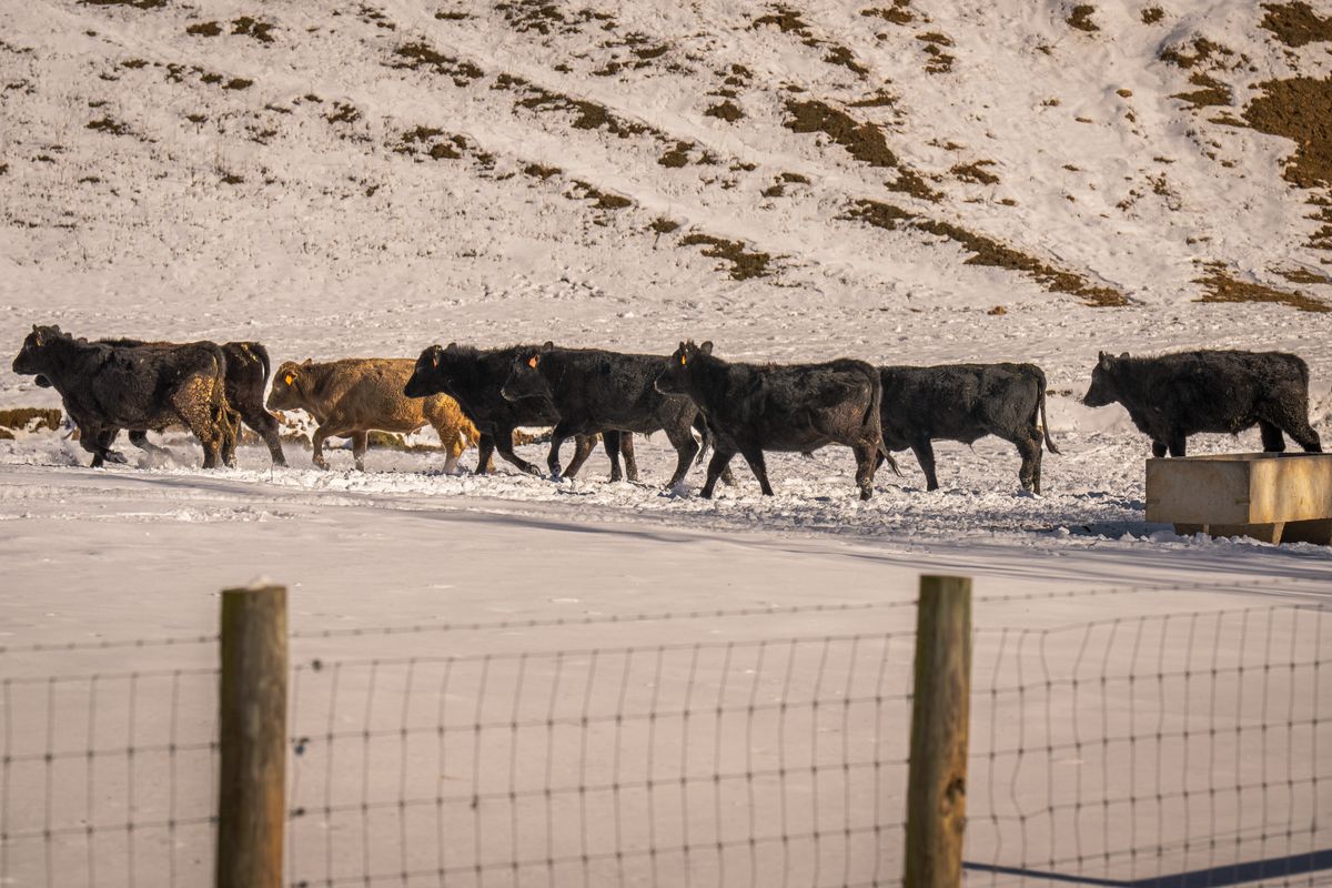 Cattle herd standing together in a snowy winter pasture landscape