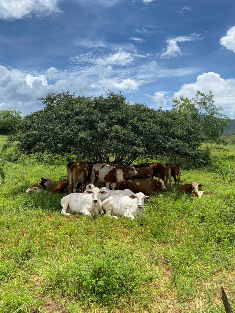 Cattle resting under a shade tree to escape extreme summer heat