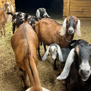 cd9d0d1b957456fdc4517402689ebf99-600x900-1.webp Nubian Goats for Sale