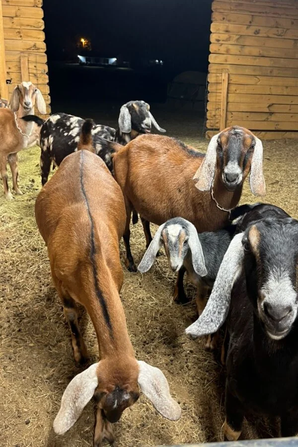 cd9d0d1b957456fdc4517402689ebf99-600x900-1.webp Nubian Goats for Sale