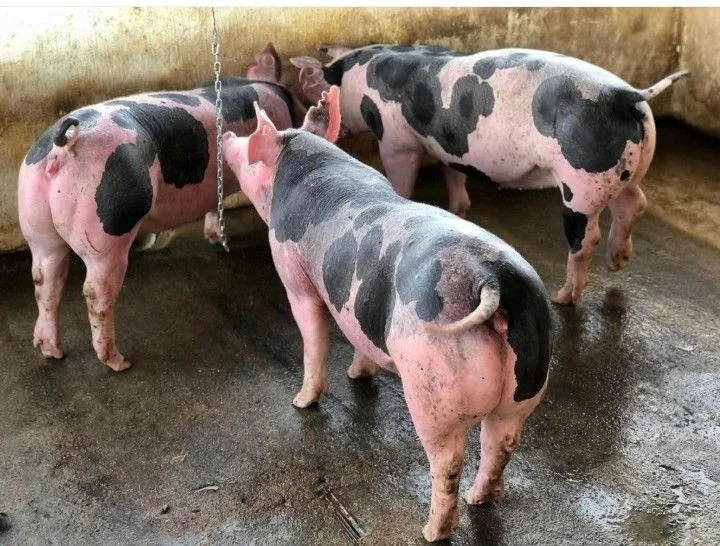 Berkshire Pigs for Sale
