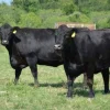 ddecbaca9b152ee52bbe831949eb6807-1.webp Angus Cattle for Sale
