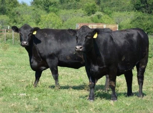 ddecbaca9b152ee52bbe831949eb6807-1.webp Angus Cattle for Sale