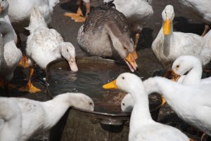 Flock of ducks and geese drinking water together on a small homestead farm