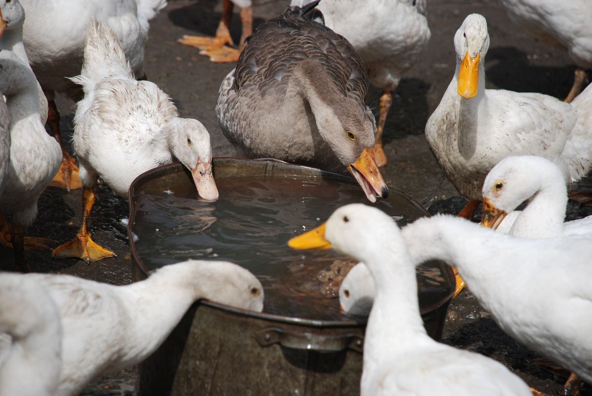 Flock of ducks and geese drinking water together on a small homestead farm
