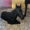 e28c048c34e09e7512346b335971c038 (1) Friesian Horse for Sale | Purebred Friesians