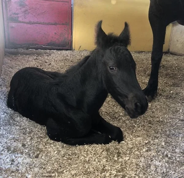 e28c048c34e09e7512346b335971c038 (1) Friesian Horse for Sale | Purebred Friesians