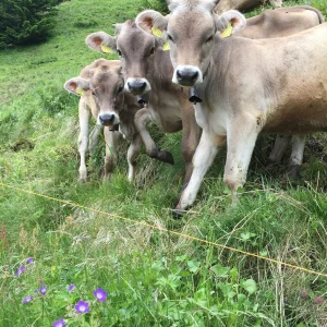 e54a11f6ac827396ebe653c32183500e-1.webp Brown Swiss Cows For Sale
