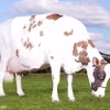 Ayrshire Cows for Sale