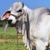 f1d2d10753ccdedd4c936dce2902e3f0-600x563-1-1.webp Brahman Cattle For Sale