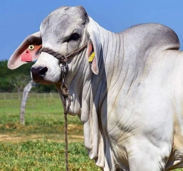 f1d2d10753ccdedd4c936dce2902e3f0-600x563-1-1.webp Brahman Cattle For Sale