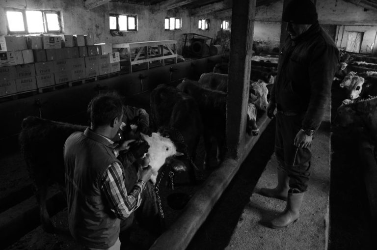 Farmer tending to cattle in a barn before listing them for sale online