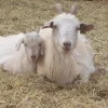 Kiko Goats for Sale
