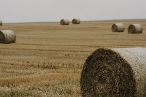 Round hay bales in a field ready for livestock feed